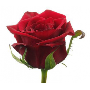 Роза 70 см